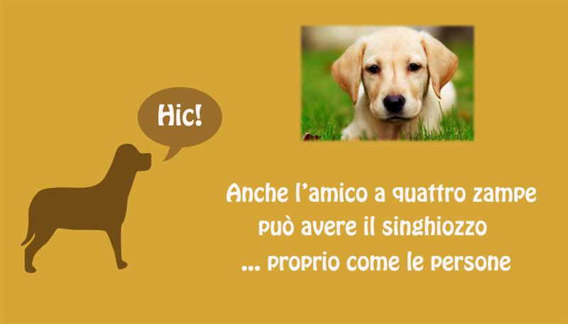 Davvero il singhiozzo può venire anche ai cani? Davvero il singhiozzo può venire anche ai cani?